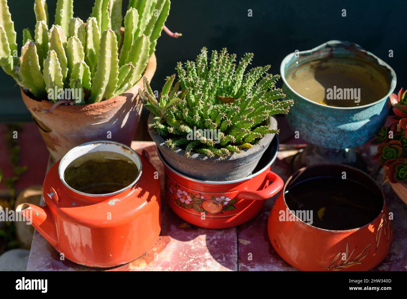 Succulent and cactus. Euphorbia and Stapelia plants Design garden. Reused garden design and low-waste lifestyle. Stock Photo