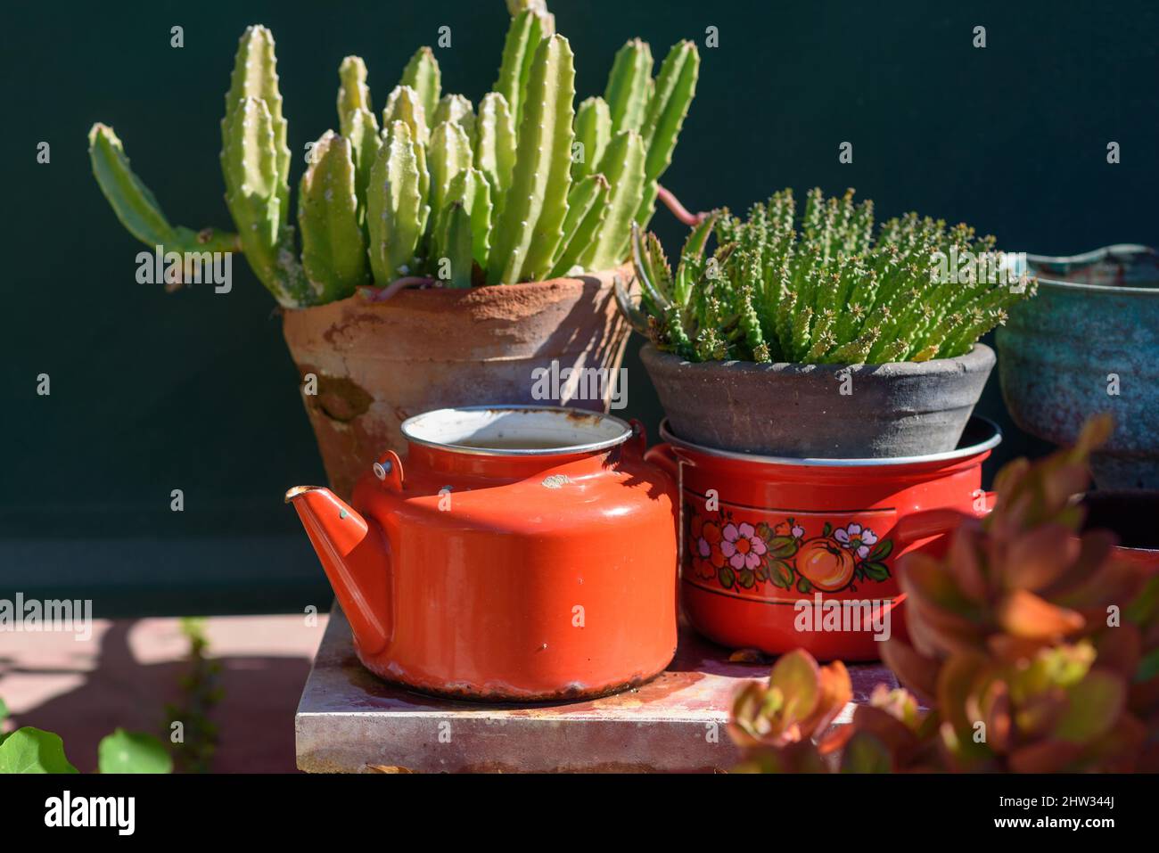 Succulent and cactus. Euphorbia and Stapelia plants Design garden. Recycled garden design and low-waste lifestyle. Stock Photo