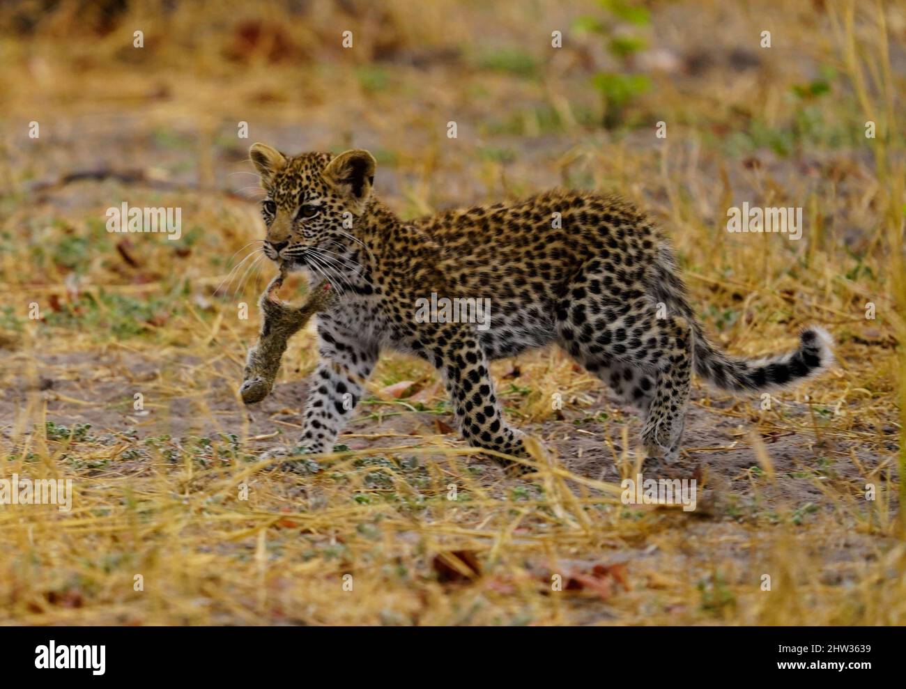 Leopard Mum with her very young cub, she was very relaxed as we gave ...