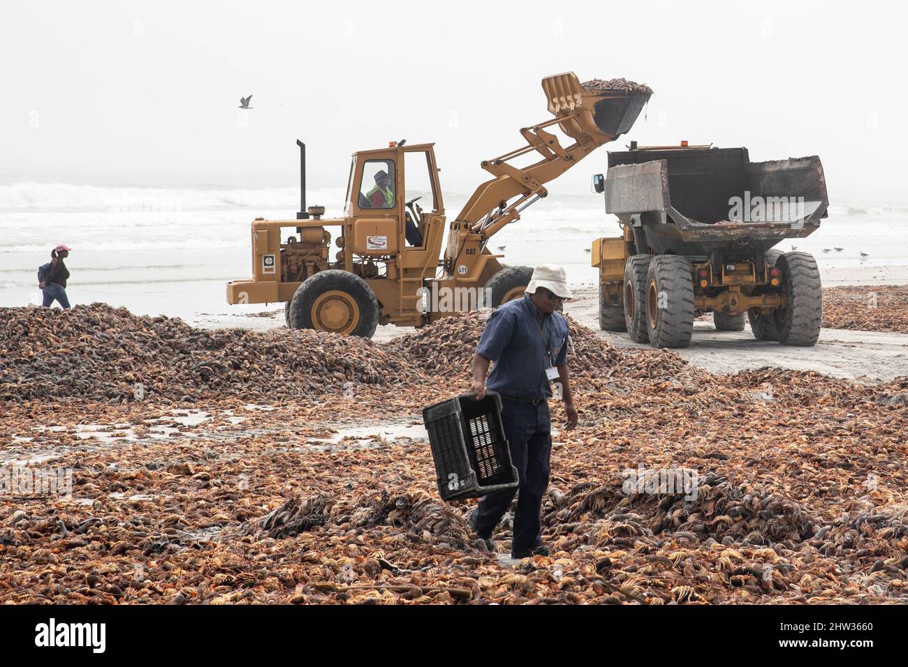 West Coast, South Africa. 3rd Mar, 2022. People clear rock lobsters on a beach in West Coast area, Western Cape Province, South Africa, on March 3, 2022. South Africa's environmental department on Wednesday said it has activated a contingency plan and issued a red alert after an estimate of 500-tonne rock lobsters had been spotted on the shore as of Tuesday because of a toxic algal bloom, or red tide. Credit: Lyu Tianran/Xinhua/Alamy Live News Stock Photo