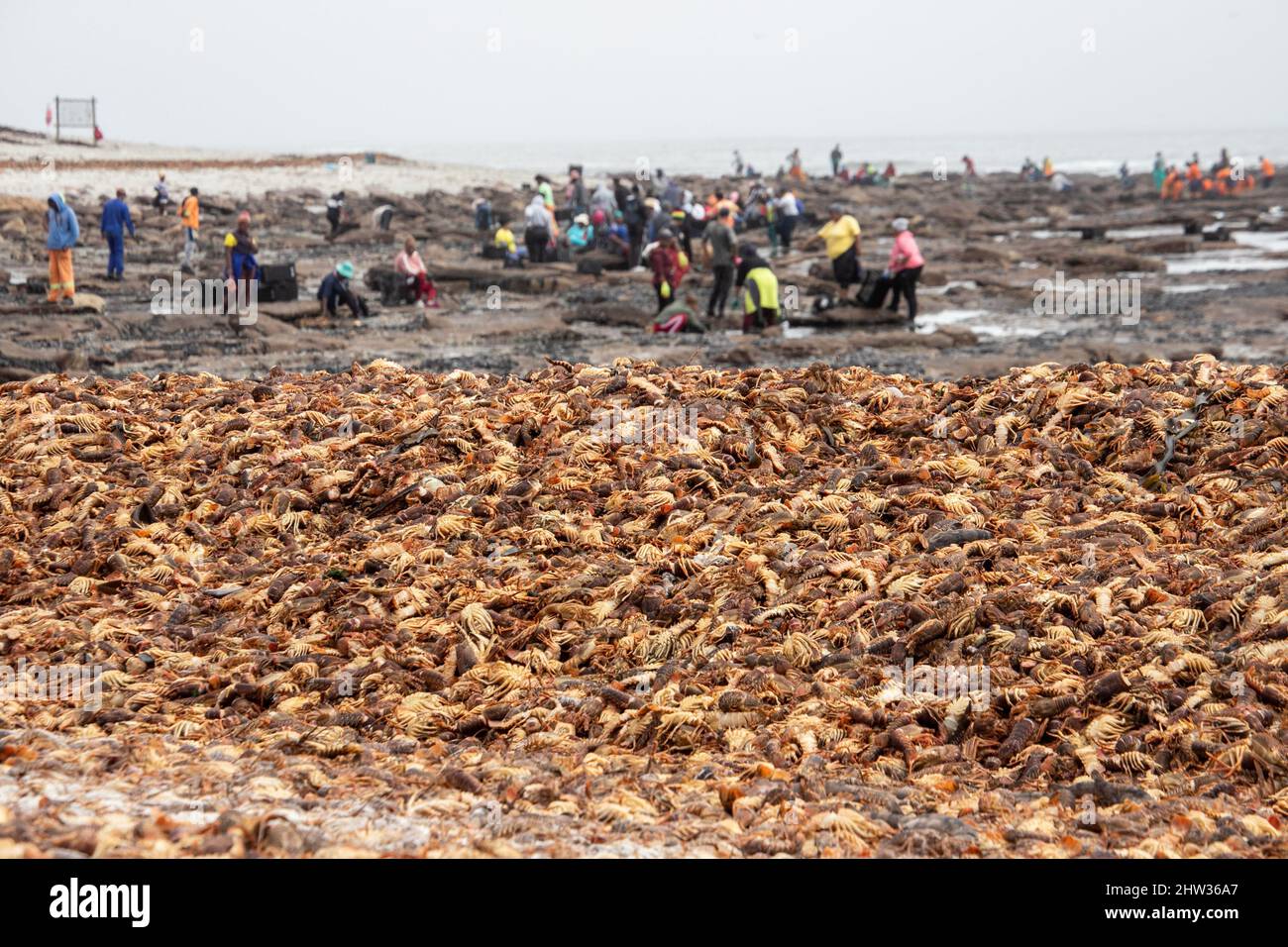 West Coast, South Africa. 3rd Mar, 2022. Rock lobsters are seen piled up on a beach in West Coast area, Western Cape Province, South Africa, on March 3, 2022. South Africa's environmental department on Wednesday said it has activated a contingency plan and issued a red alert after an estimate of 500-tonne rock lobsters had been spotted on the shore as of Tuesday because of a toxic algal bloom, or red tide. Credit: Lyu Tianran/Xinhua/Alamy Live News Stock Photo