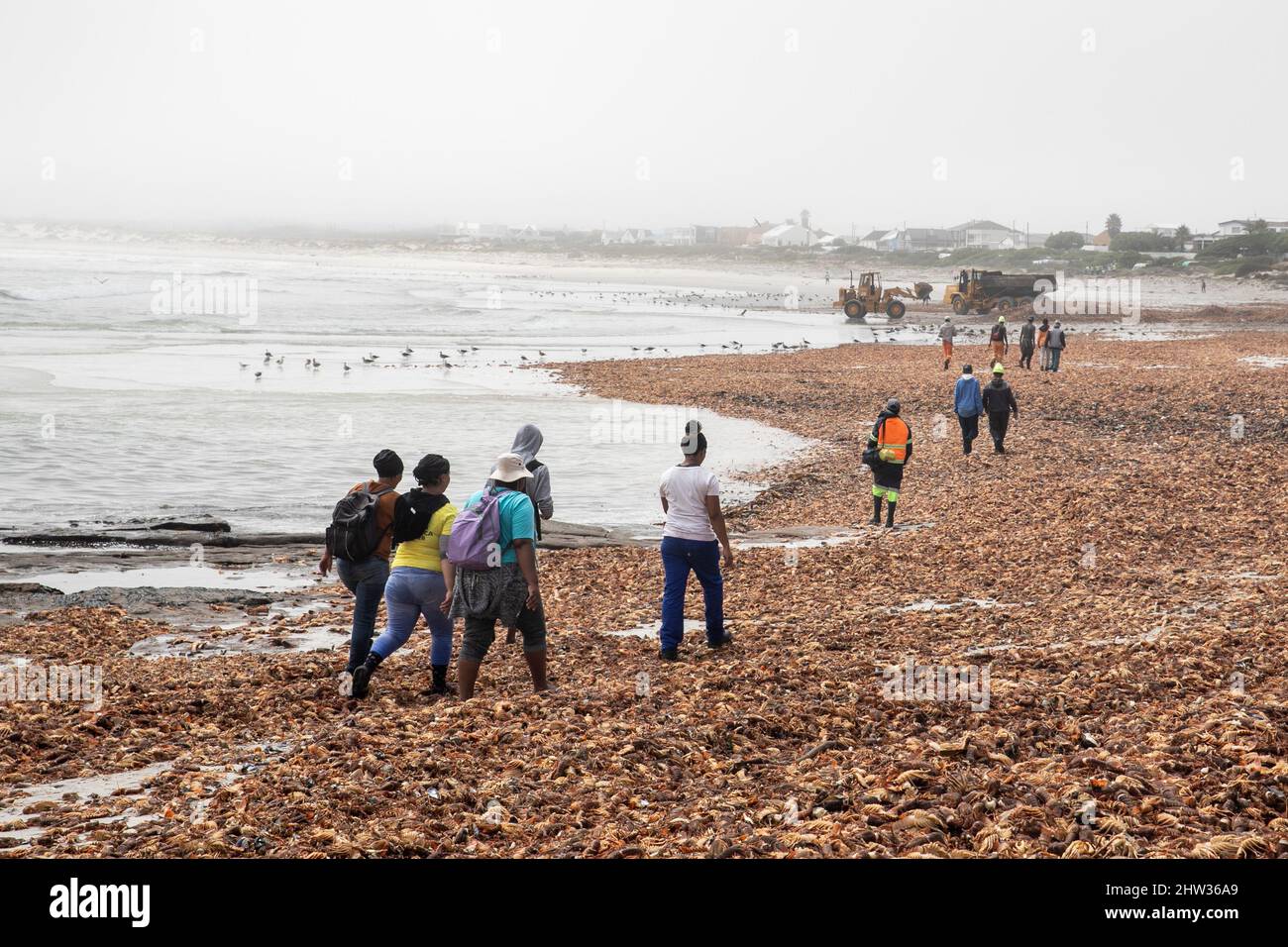 West Coast, South Africa. 3rd Mar, 2022. People walk on a beach heaped with rock lobsters in West Coast area, Western Cape Province, South Africa, on March 3, 2022. South Africa's environmental department on Wednesday said it has activated a contingency plan and issued a red alert after an estimate of 500-tonne rock lobsters had been spotted on the shore as of Tuesday because of a toxic algal bloom, or red tide. Credit: Lyu Tianran/Xinhua/Alamy Live News Stock Photo