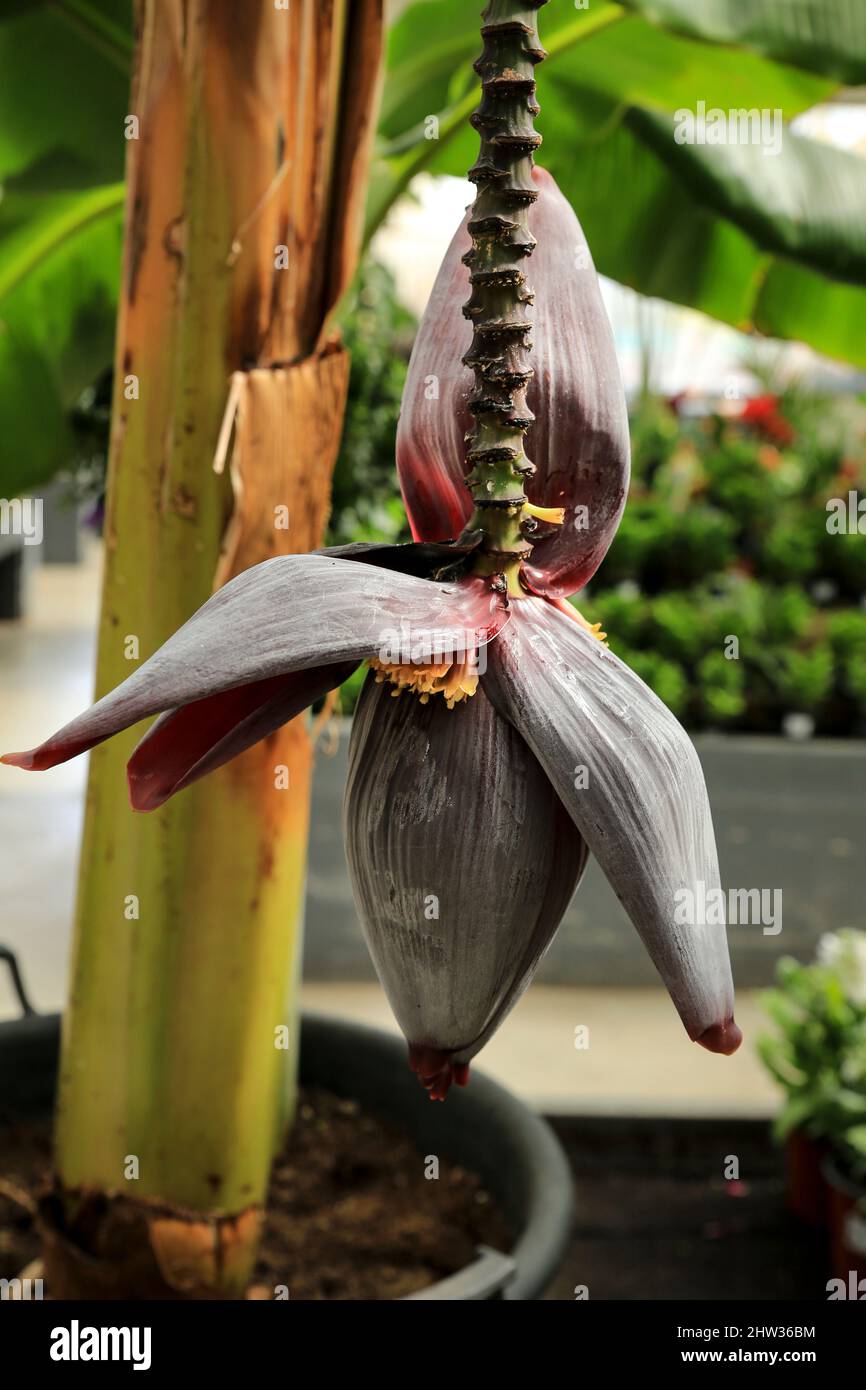 Beautiful Musa paradisiaca flower in the garden Stock Photo