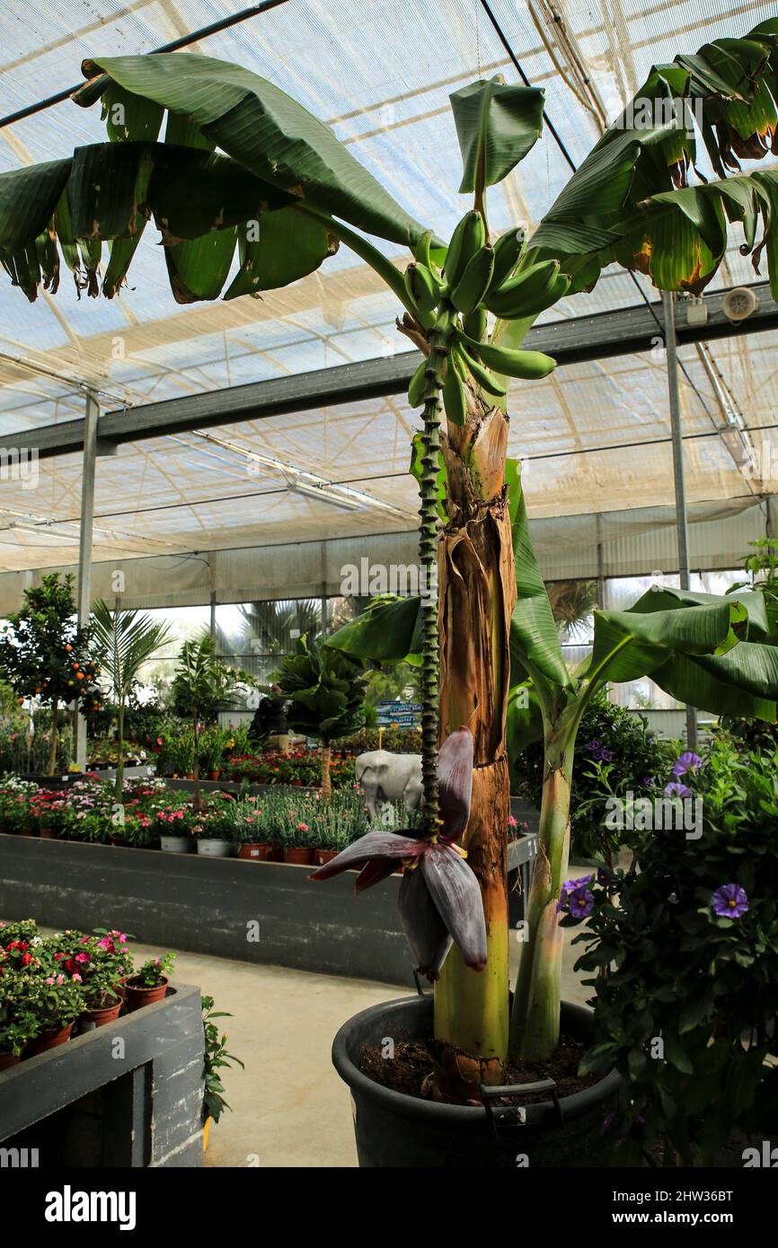 Musa paradisiaca tree for sale in a greenhouse in Spain Stock Photo