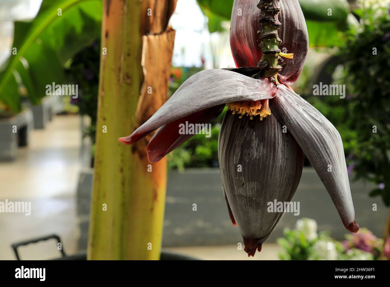 Beautiful Musa paradisiaca flower in the garden Stock Photo