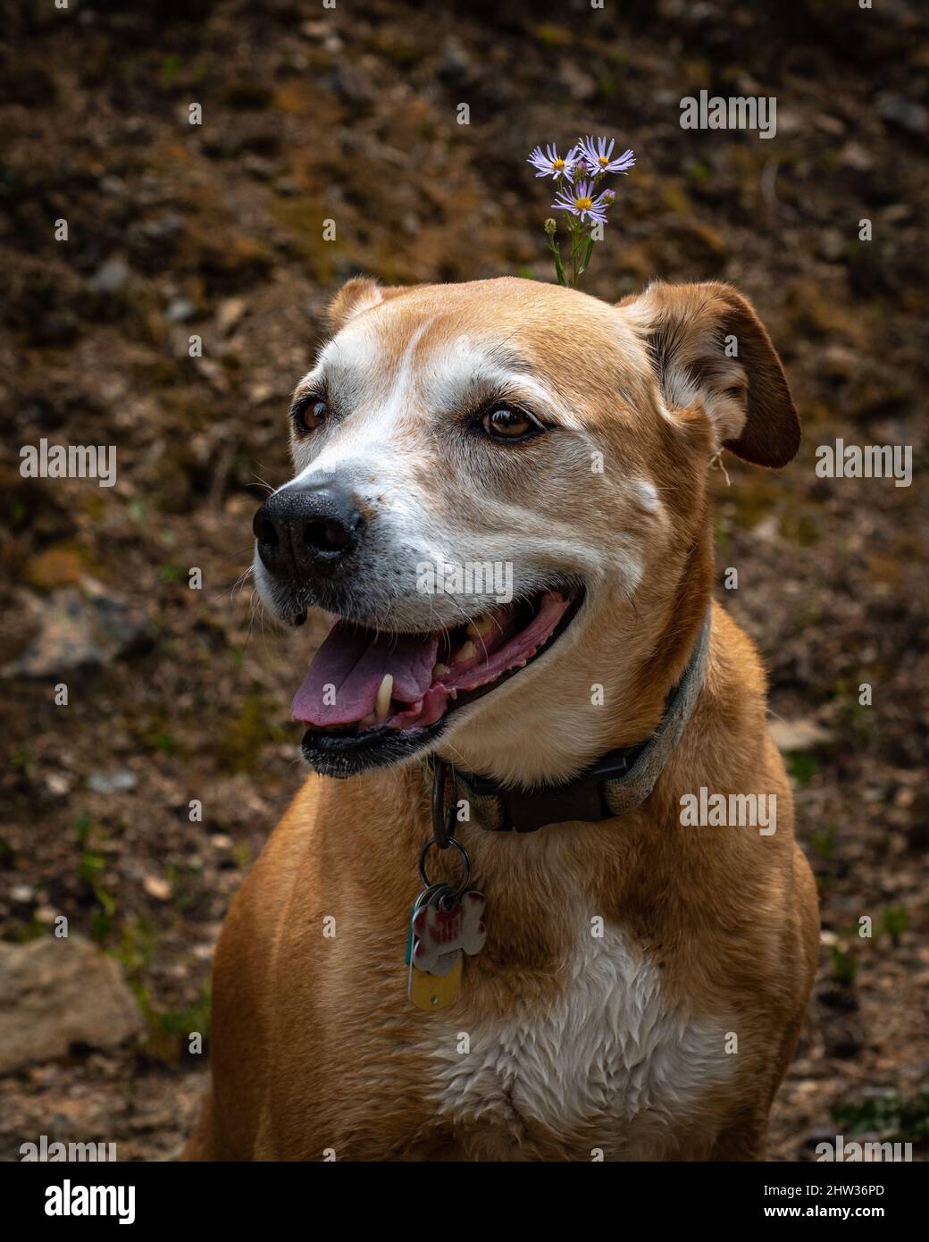 A happy dog with flowers in her hair Stock Photo