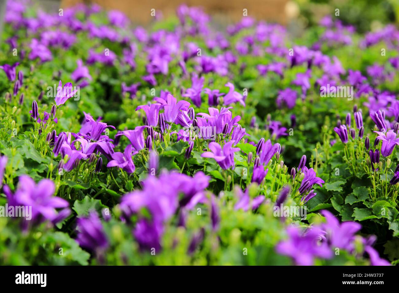 Colorful Campanula plants in the garden in Spain Stock Photo