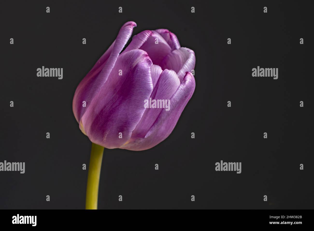 A  lovely side on close up view of a single purple tulip  on a black background Stock Photo