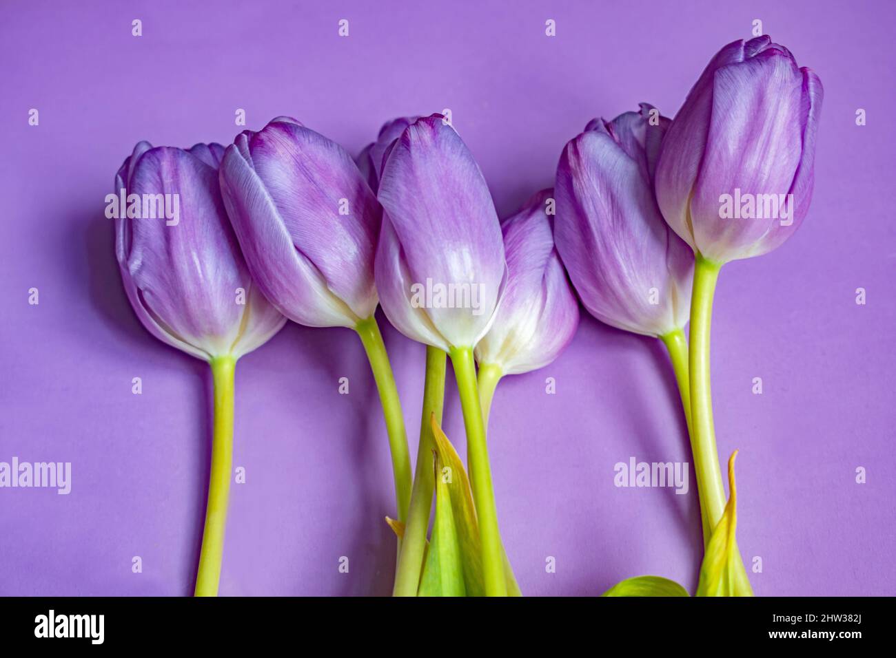 Beautiful purple tulips laid out in a bunch Stock Photo