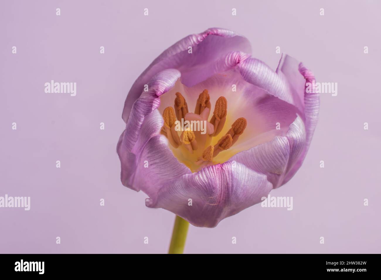 Inside a beautiful purple violet Tulip head, close up Stock Photo