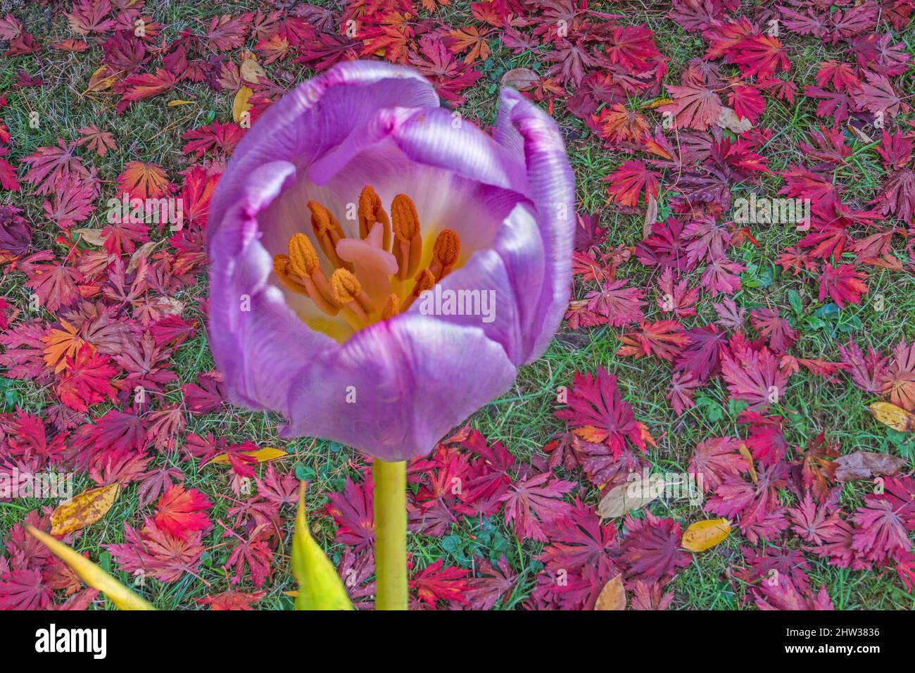 Inside a beautiful Tulip against a red leaf lawn Stock Photo