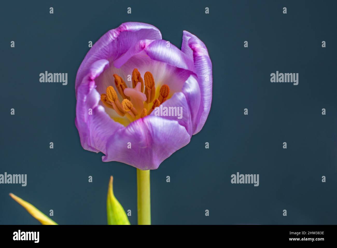 Inside a beautiful purple tulip looking at the orange stamen Stock Photo