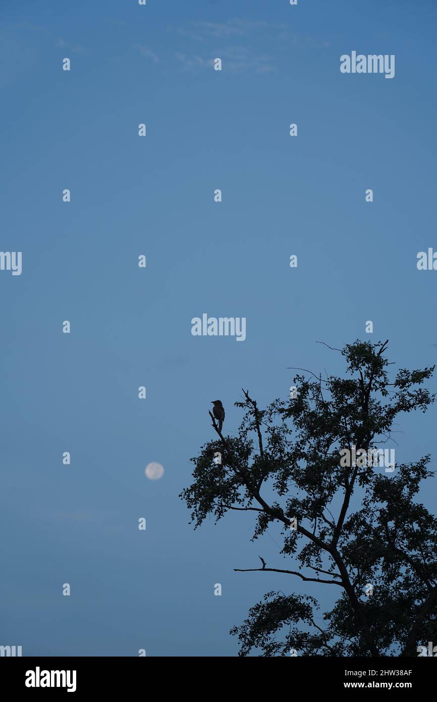 Vertical shot moon hi-res stock photography and images - Alamy