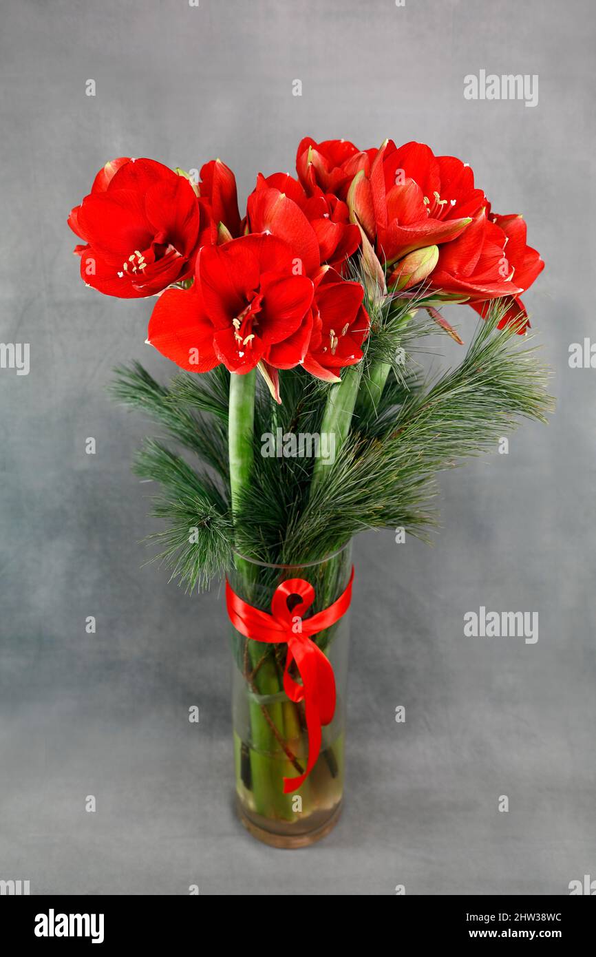 Red Amaryllis in a Glass Vase Stock Photo Alamy