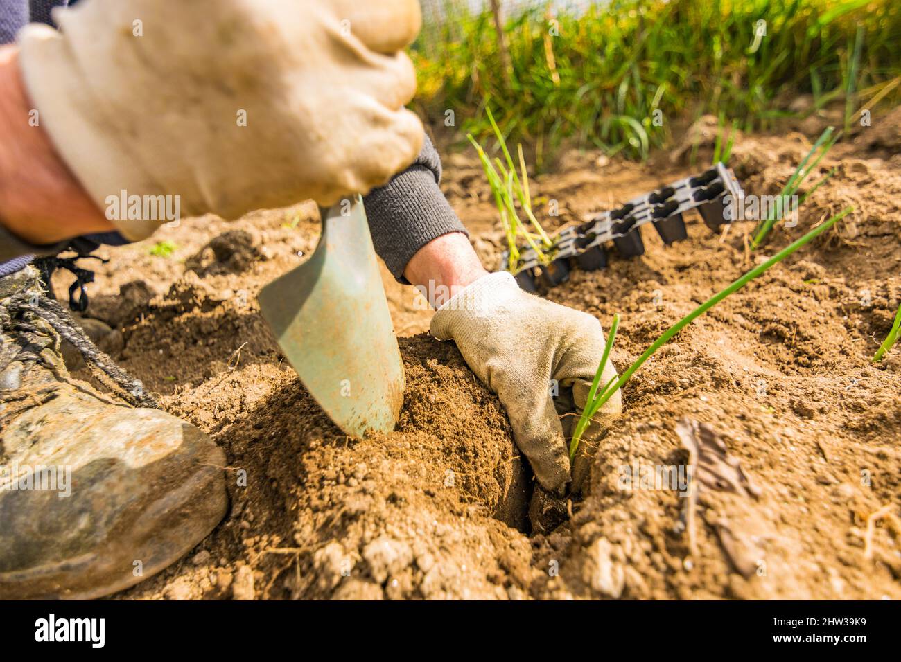 Hands of a farmer in the foreground planting sprouts of onions in an organic garden to promote a natural and healthy diet Stock Photo