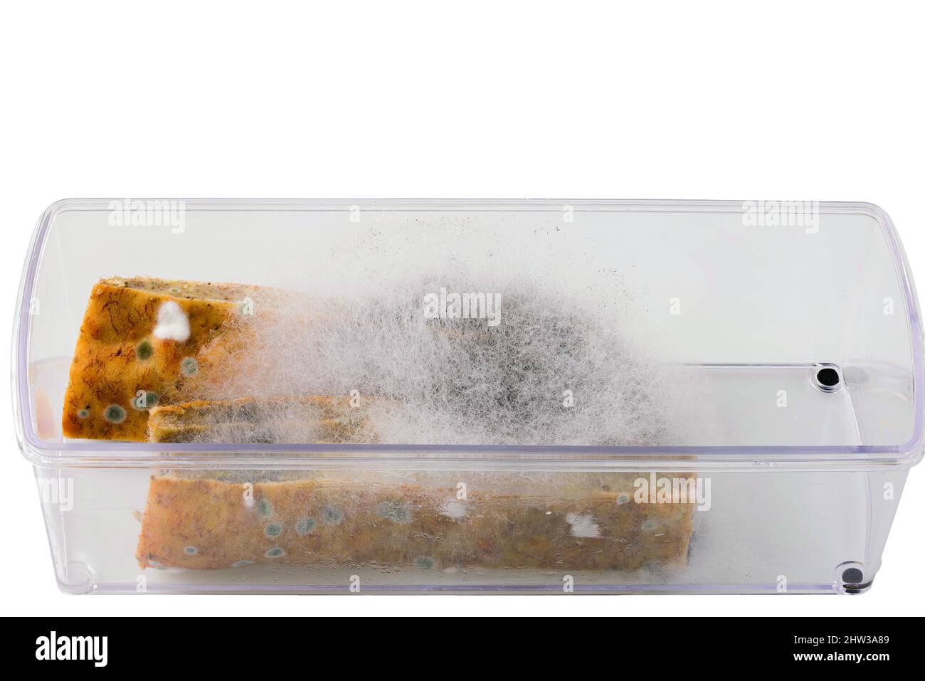 Close up view of moldy cake. Health concept Stock Photo Alamy