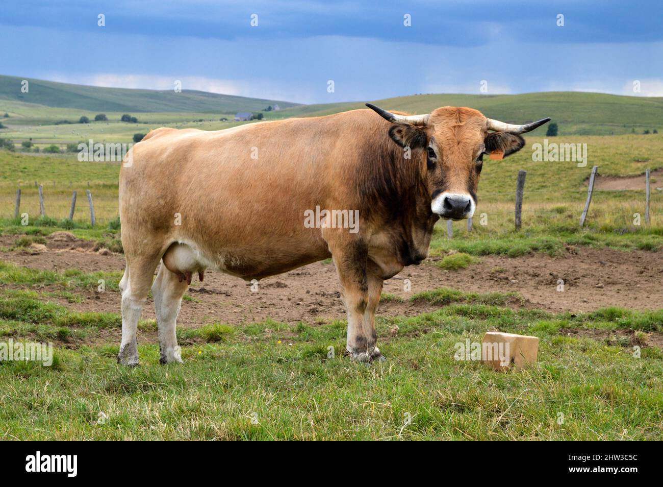 Beautiful Aubrac cow breed with a salt stone, in the mountain pasture. and under a thunderstorm sky. Stock Photo
