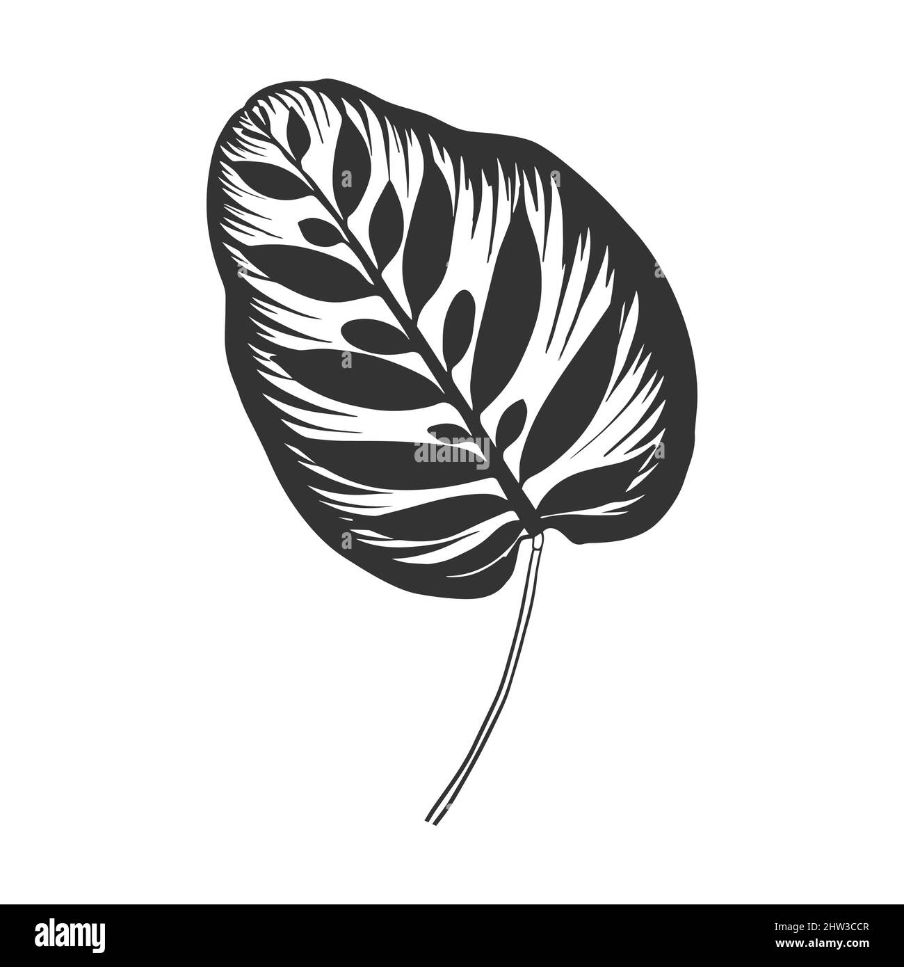 Contour drawing of a tropical plant. Calathea makoyana Leaf. Doodle style. Stock Vector