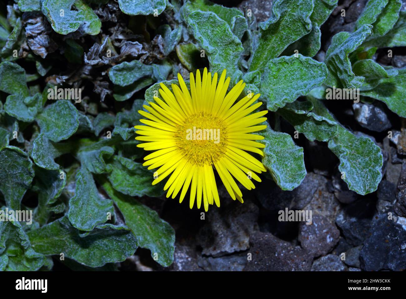 Pulicaria canariensis (canary fleabane) is endemic to the Canary Islands including Fuerteventura and Lanzarote growing in desert habitat. Stock Photo