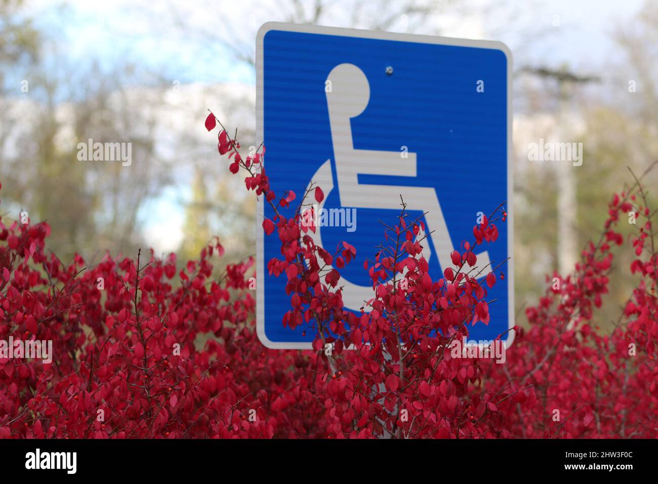 Handicap Parking sign in red bush Stock Photo