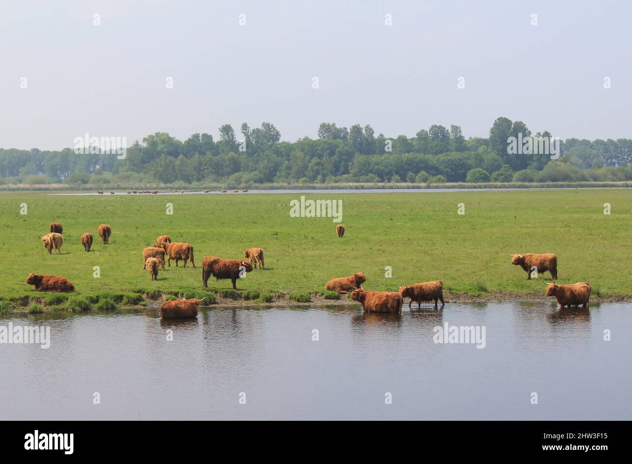 a herd of brown highland cows is bathing in the water along a green ...