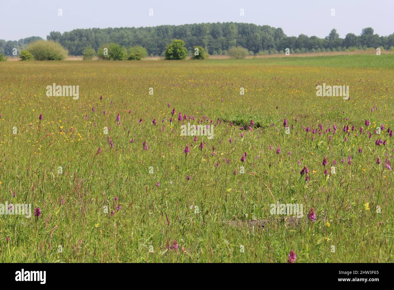 beautiful colorful wet grassland with lots of flowering wild orchids and buttercupas and rattles in the spring sunshine in holland Stock Photo