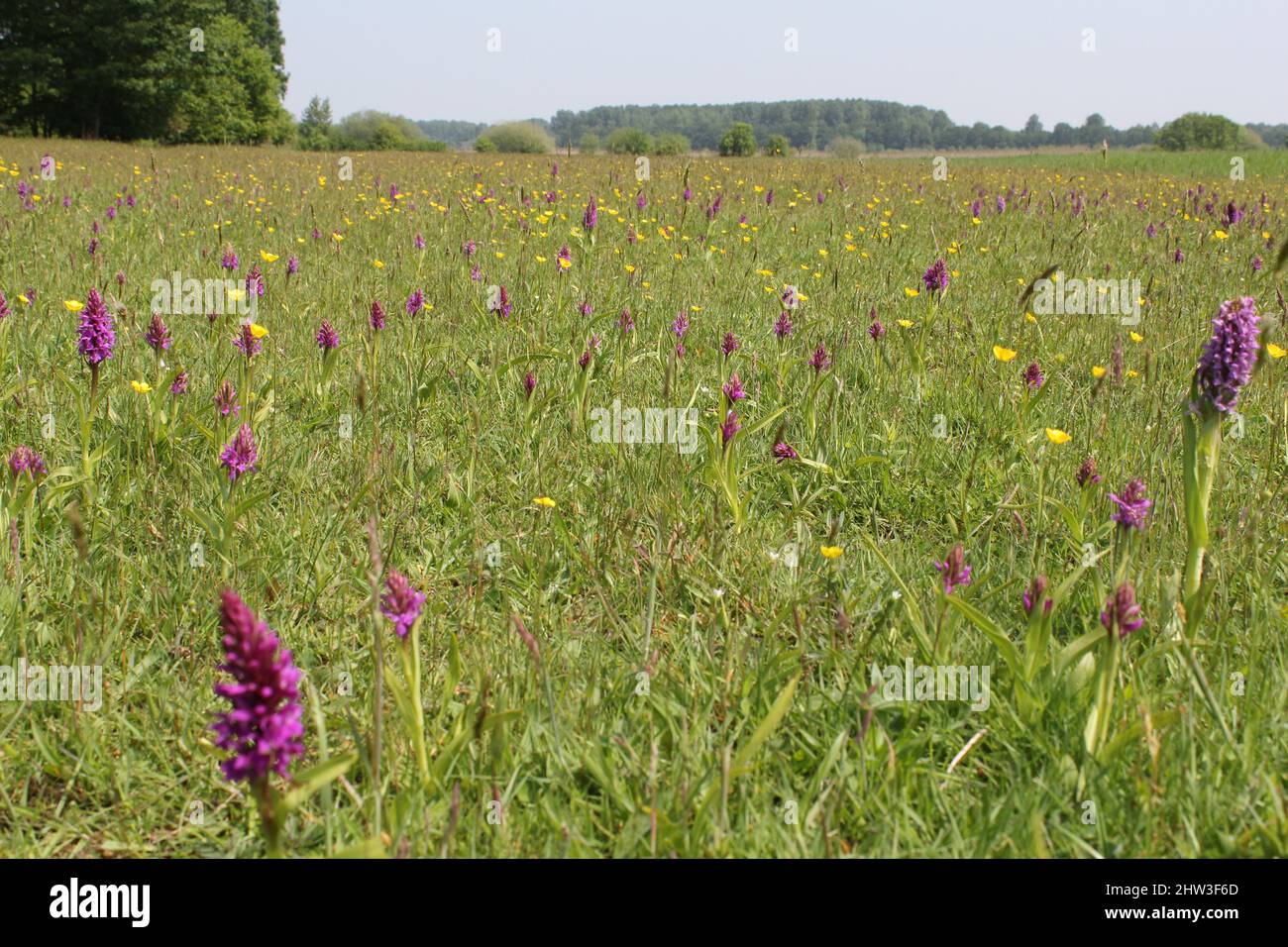 a wet grassland with lots of purple flowering wild orchids and yellow buttercups and rattles in springtime Stock Photo