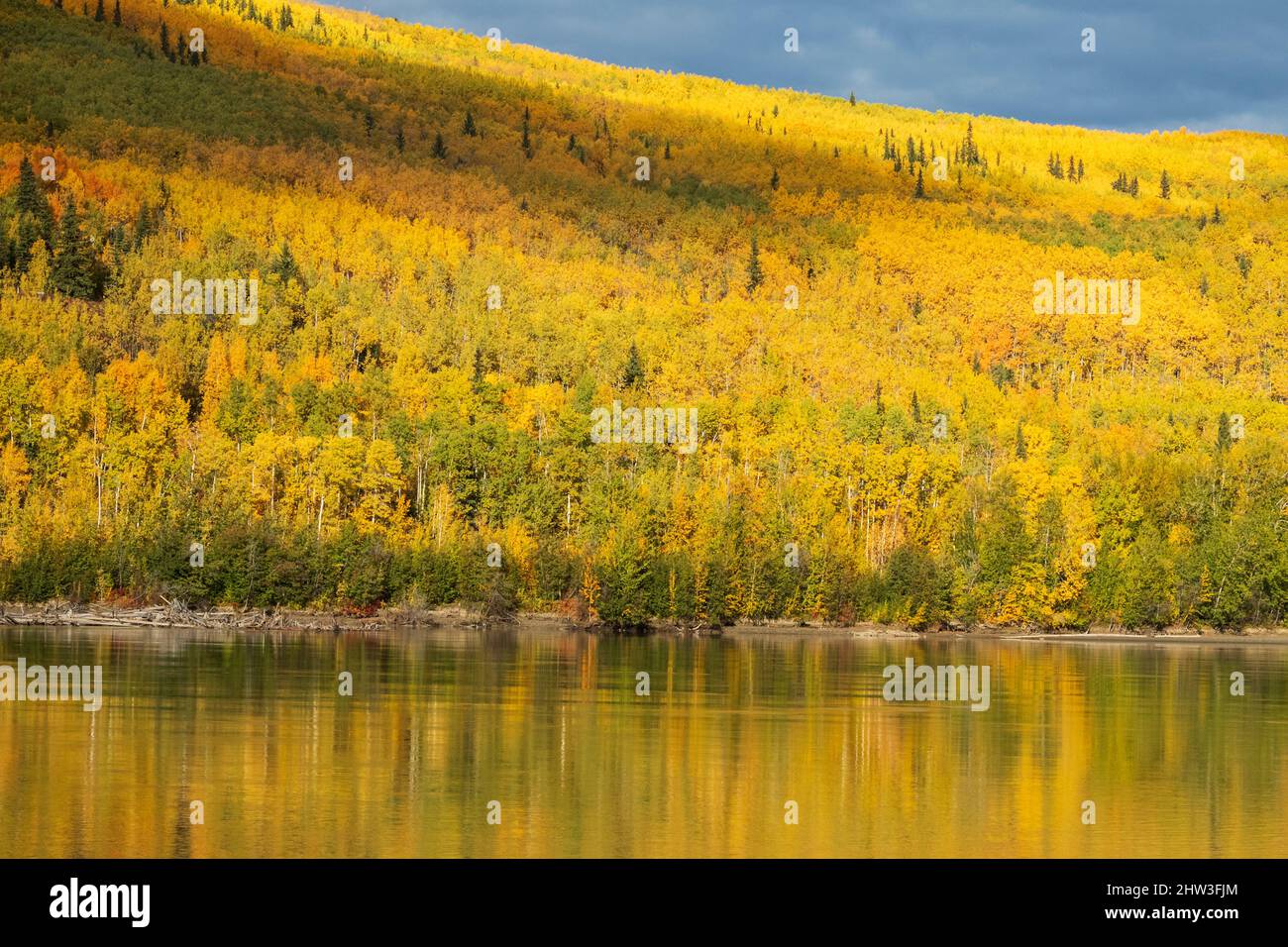 North America; United States; Alaska; Tanana River; Plants; Trees; Aspens; Populus tremuloides; autumn. Stock Photo