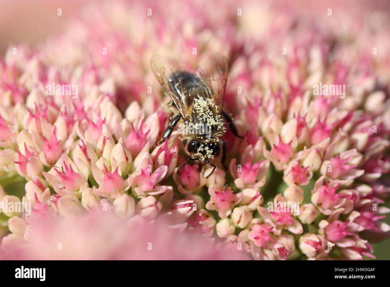a honey bee with pollen grain sits at a pink flower in the garden closeup Stock Photo
