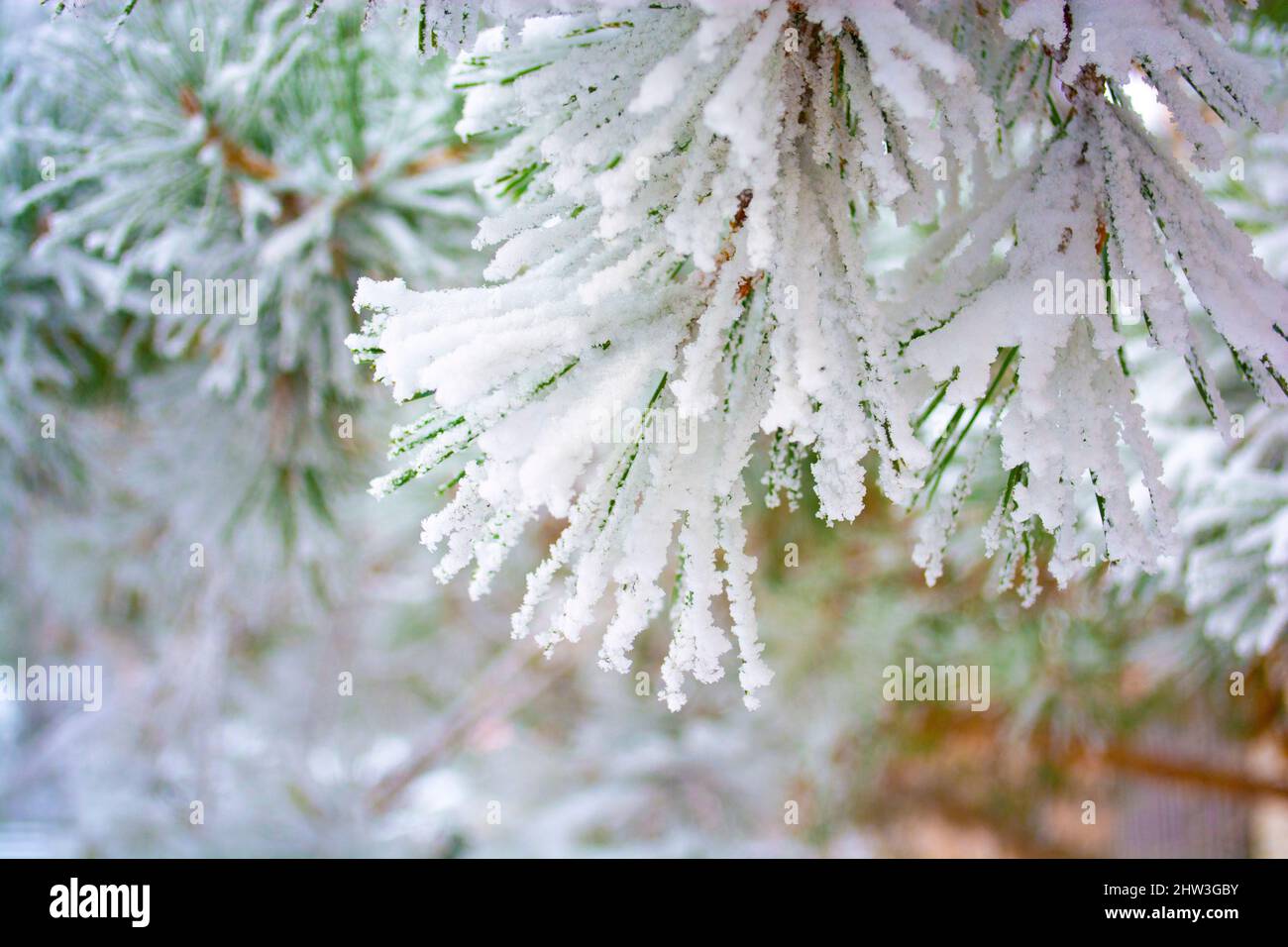 Frosted pine tree branches covered in colder season Stock Photo - Alamy
