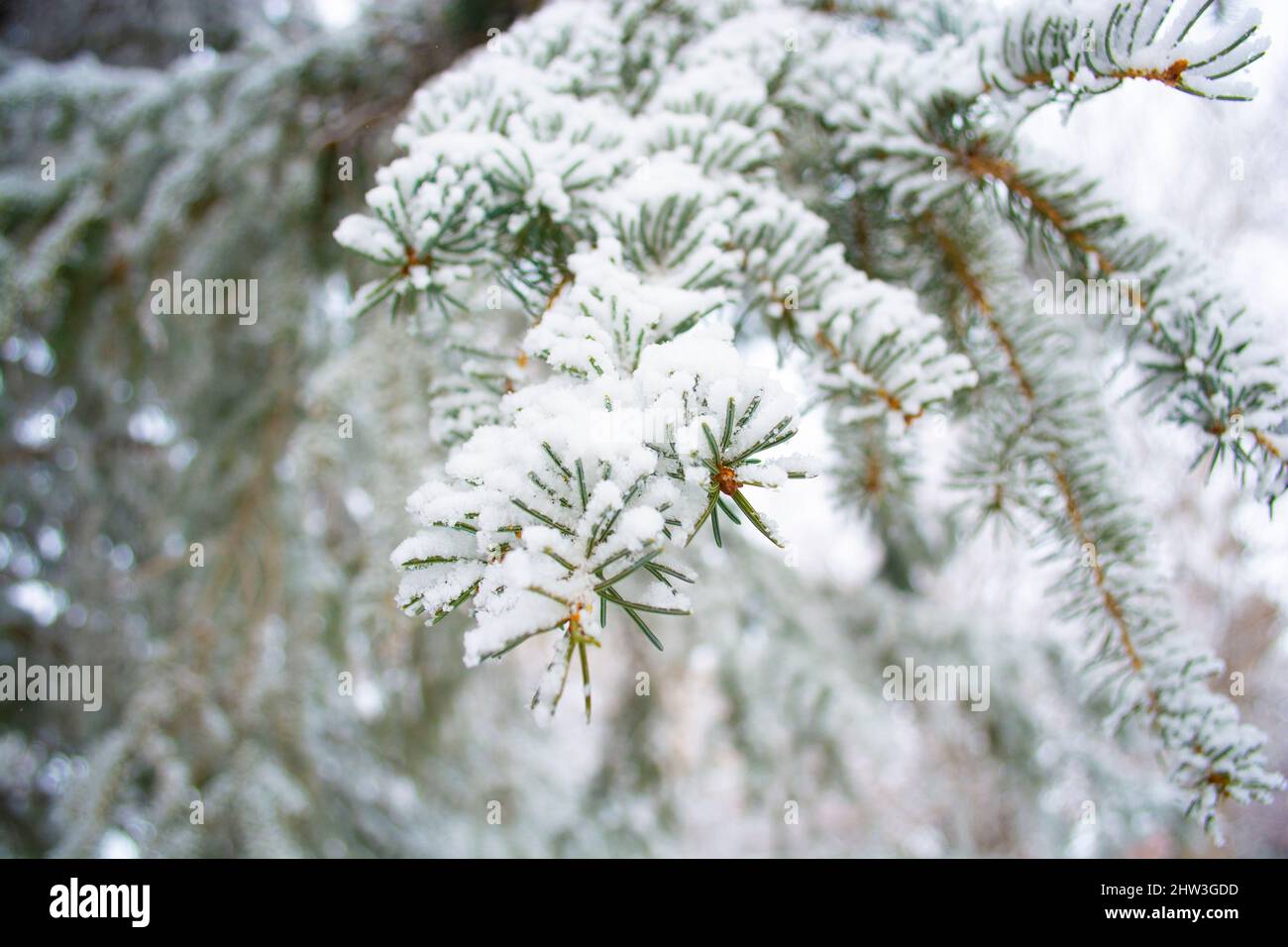 Frosted fir hi-res stock photography and images - Alamy