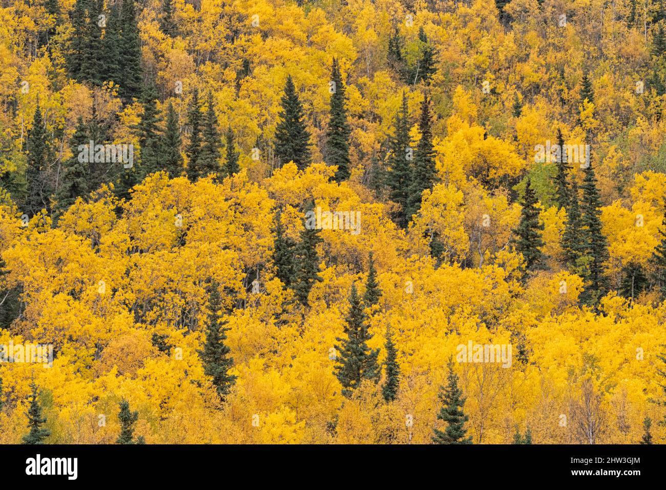 North America; United States; Alaska; Tanana River; Plants; Trees; Aspens; Populus tremuloides; autumn. Stock Photo