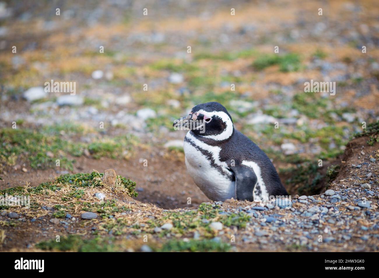 Argentine chilean fauna hi-res stock photography and images - Alamy