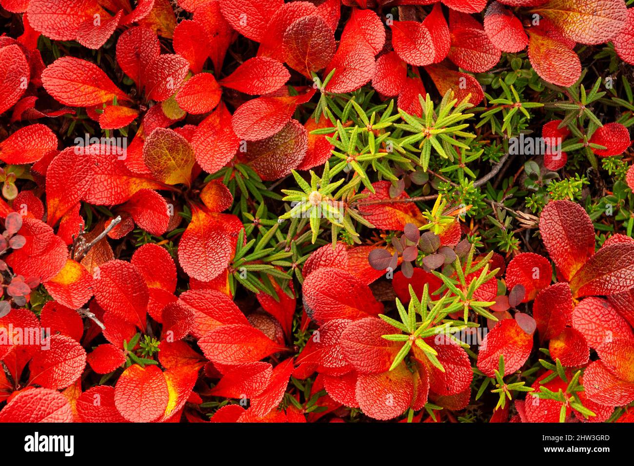 North America; United States; Alaska; Finger Mountain; Autumn; Tundra; Plants; Alpine Bearberry (Arctostaphylos alpina) Stock Photo