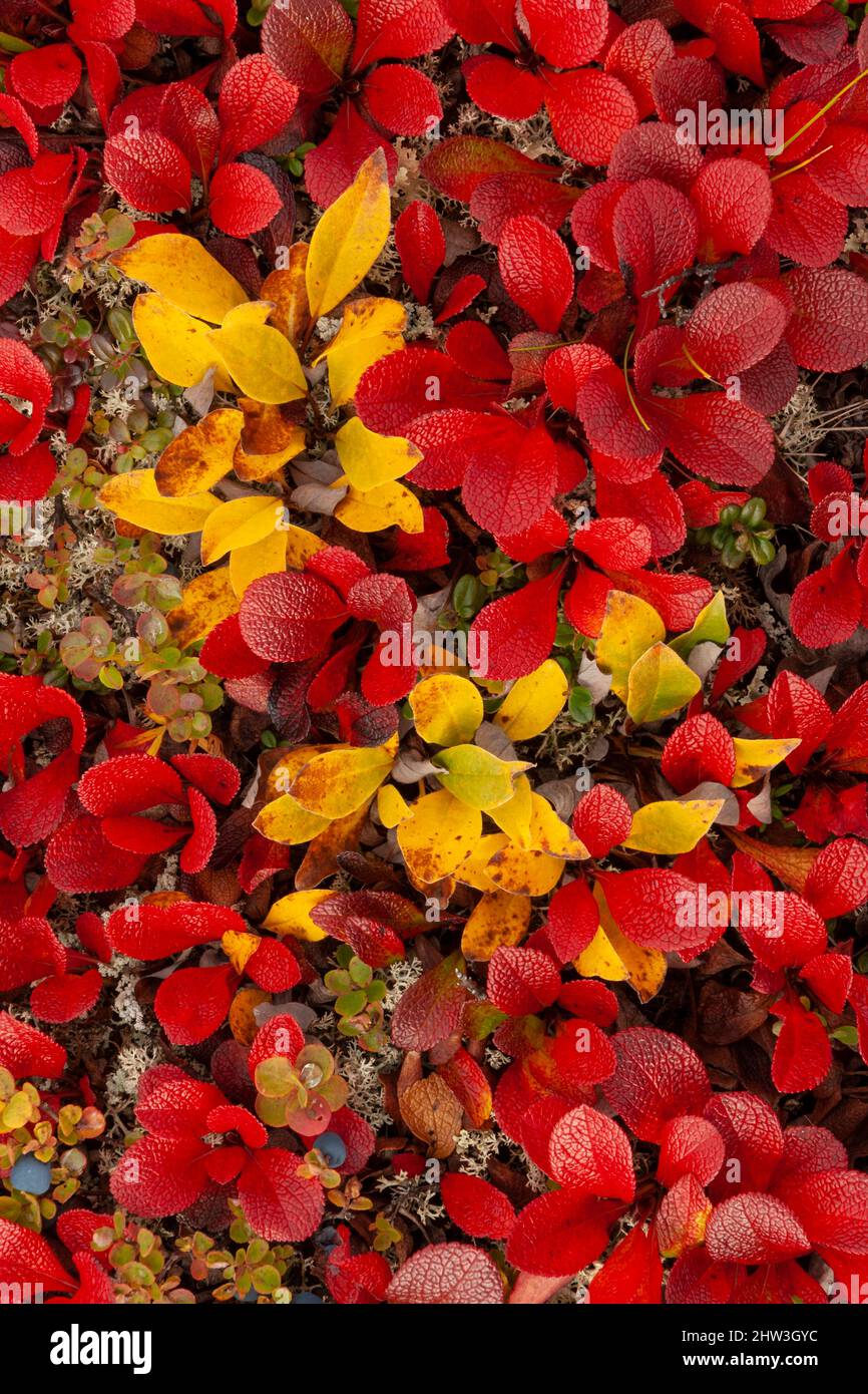 North America; United States; Alaska; Alaska Range Mountains; Denali National Park; Autumn; Tundra; Plants; Alpine Bearberry (Arctostaphylos alpina); Stock Photo