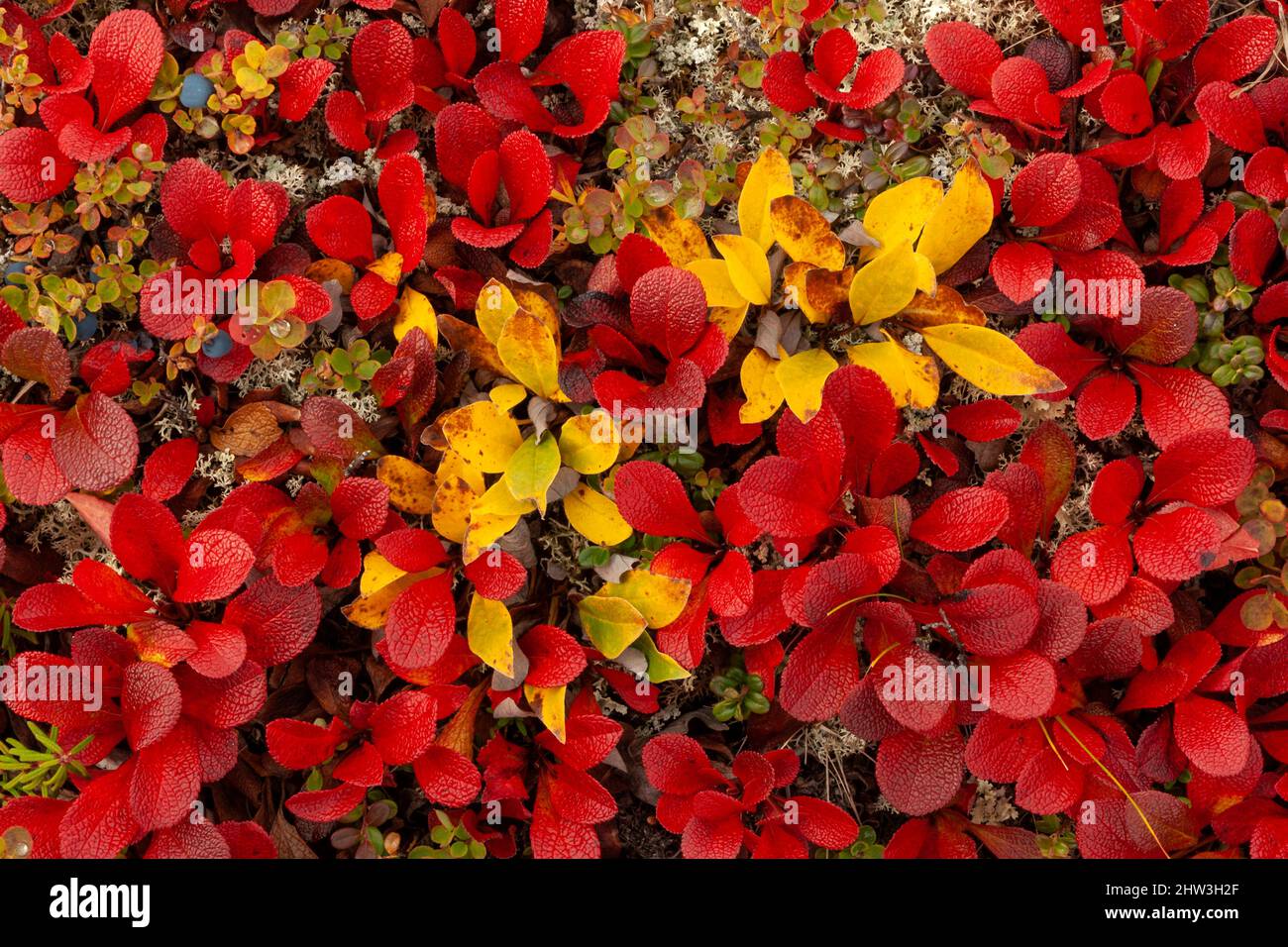 North America; United States; Alaska; Alaska Range Mountains; Denali National Park; Autumn; Tundra; Plants; Alpine Bearberry (Arctostaphylos alpina); Stock Photo