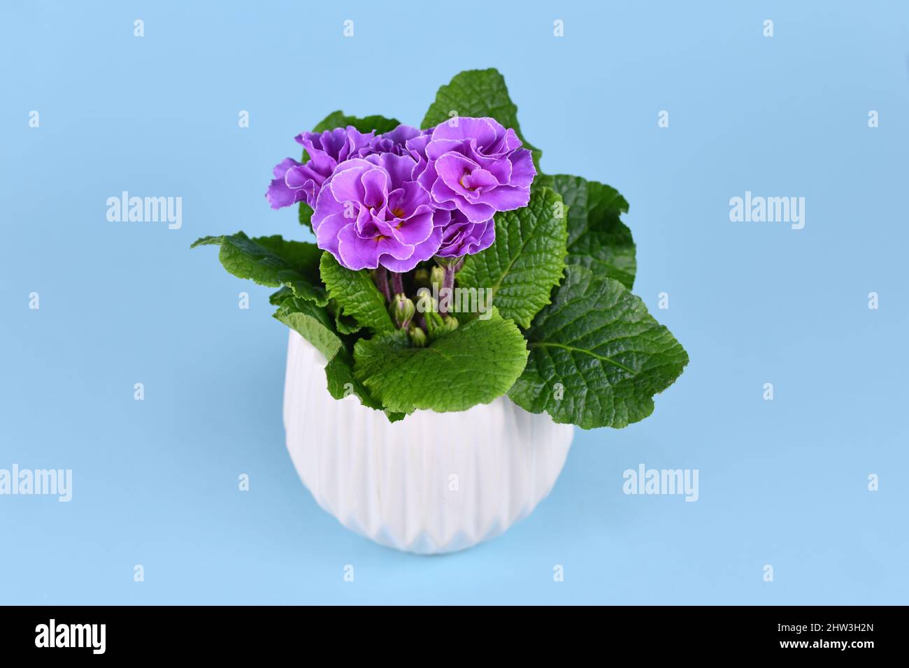 Violet double primrose in white flower pot on blue background Stock Photo