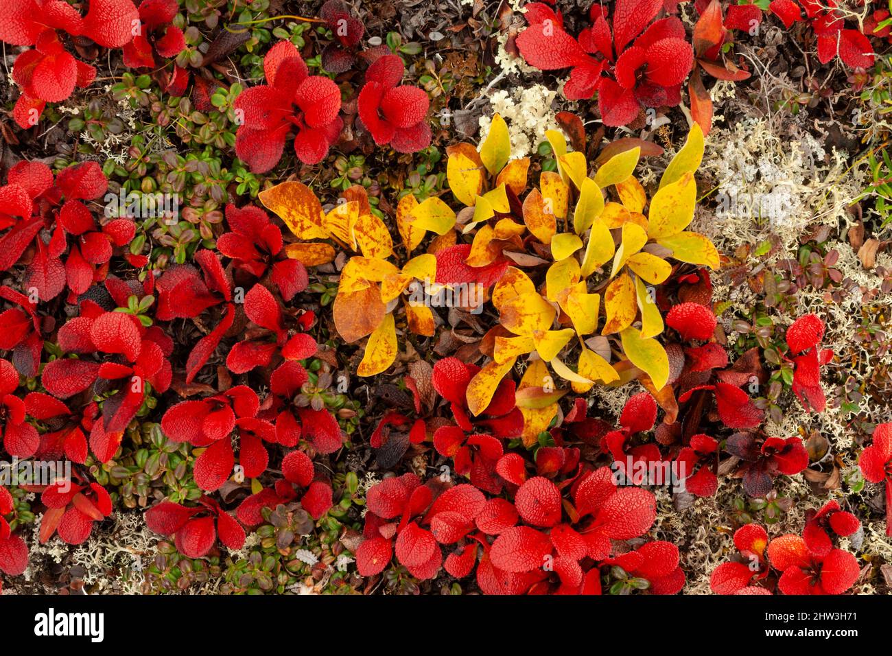 North America; United States; Alaska; Alaska Range Mountains; Denali National Park; Autumn; Tundra; Plants; Alpine Bearberry (Arctostaphylos alpina); Stock Photo
