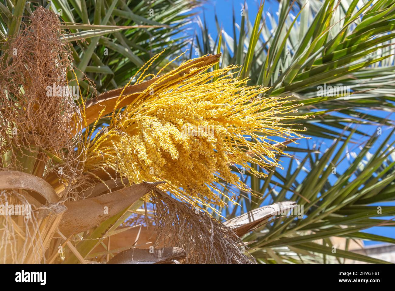 Blooming small palm tree with yellow flowers Stock Photo - Alamy