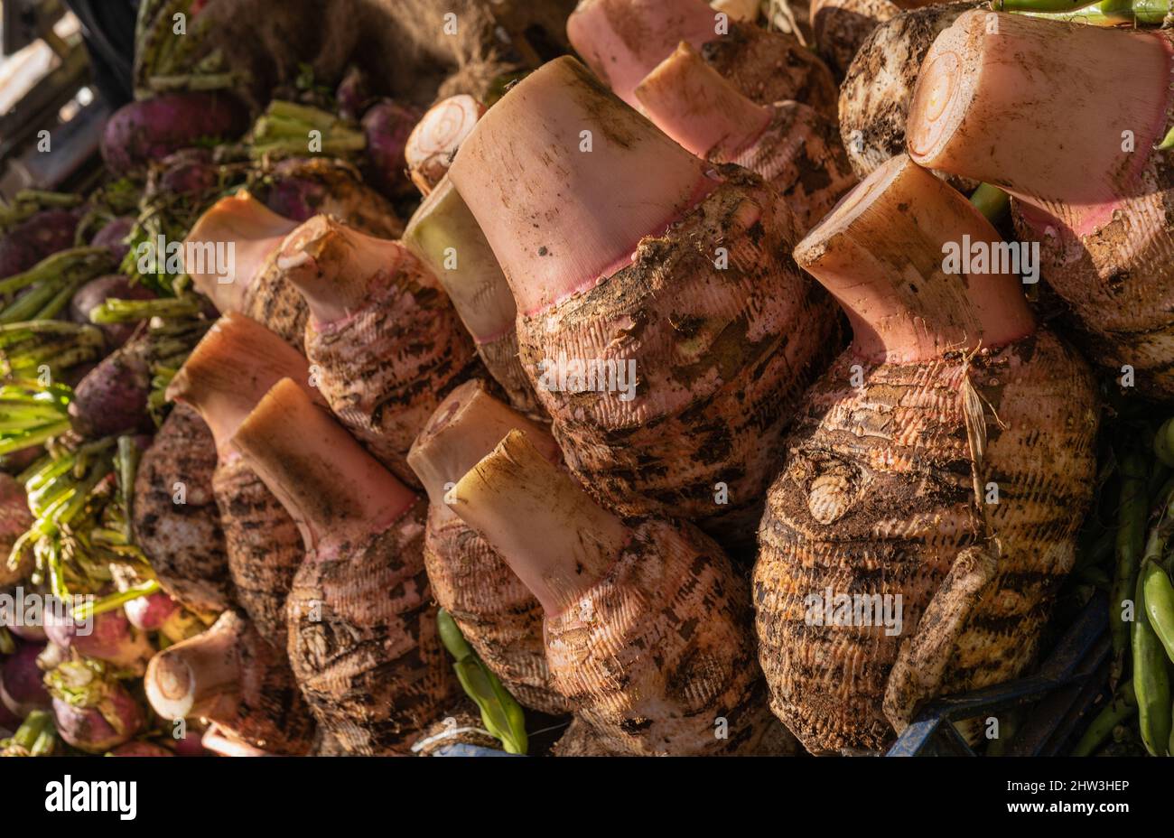 taro vegetable in local market Stock Photo - Alamy