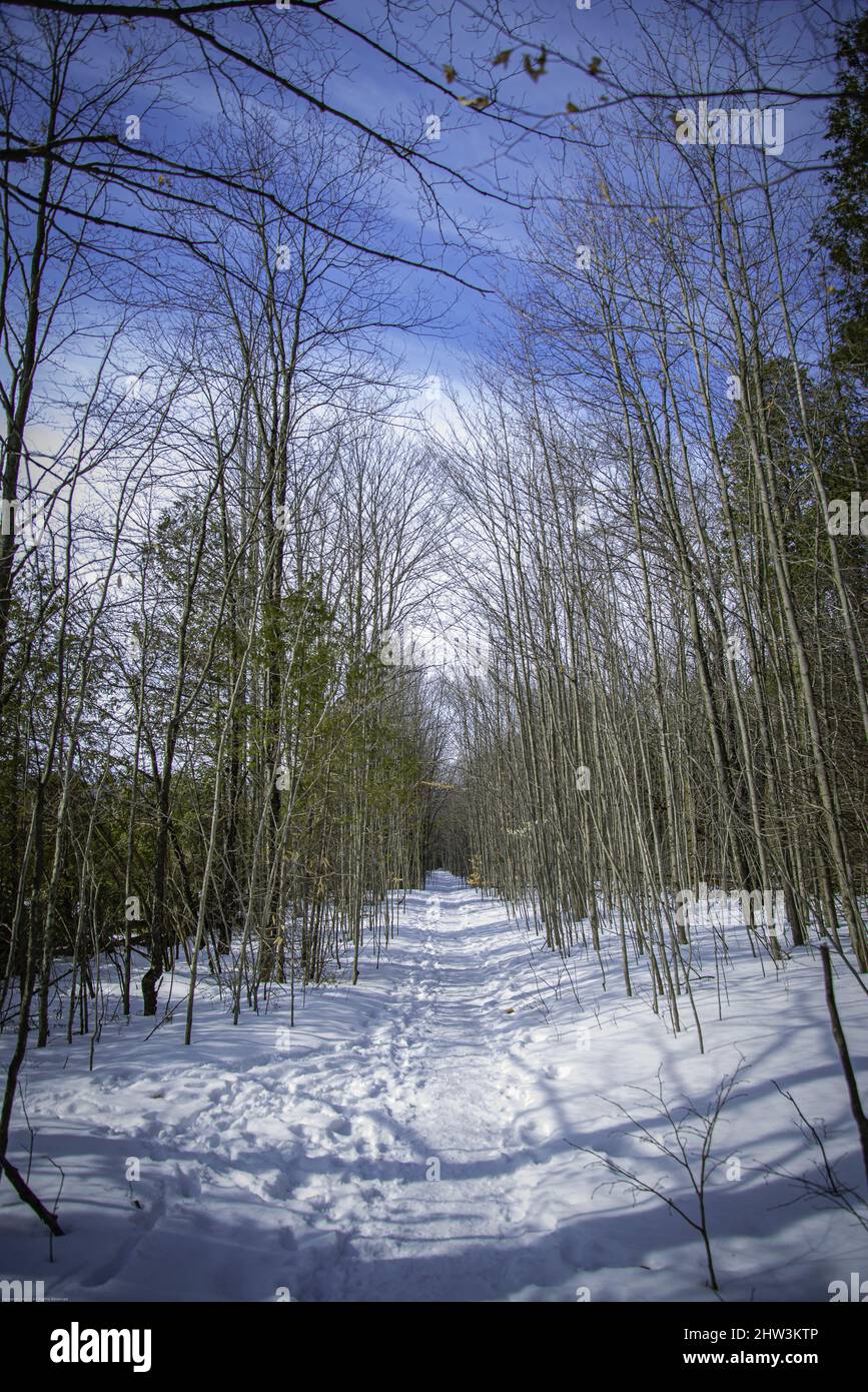 Beautiful view of tall trees in a snowy field Stock Photo - Alamy