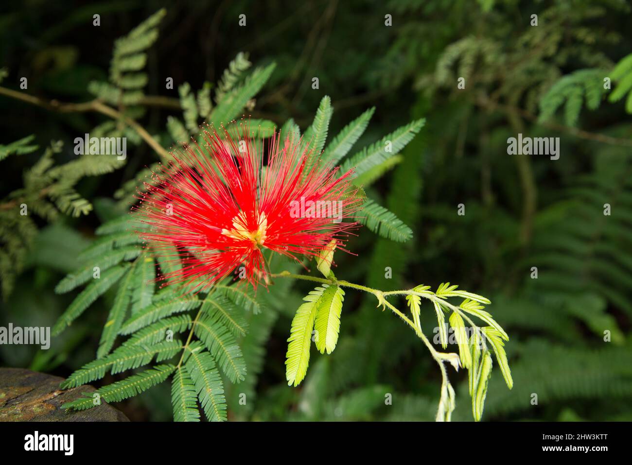 Callindra Closeup of a beautiful Calliandra in a garden Stock Photo - Alamy