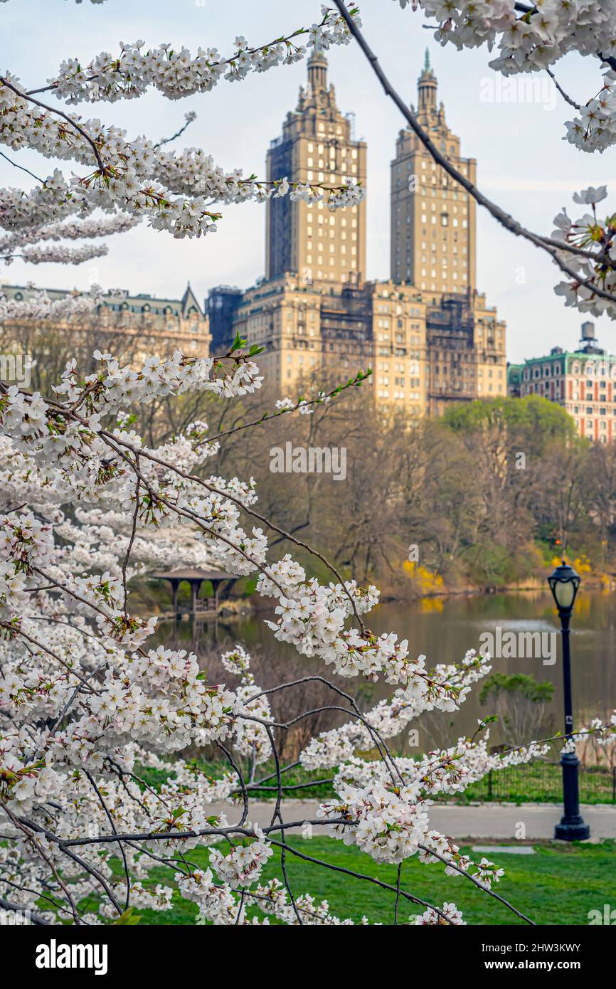 Springtime In New York Spring in Central Park, New York City Stock Photo - Alamy