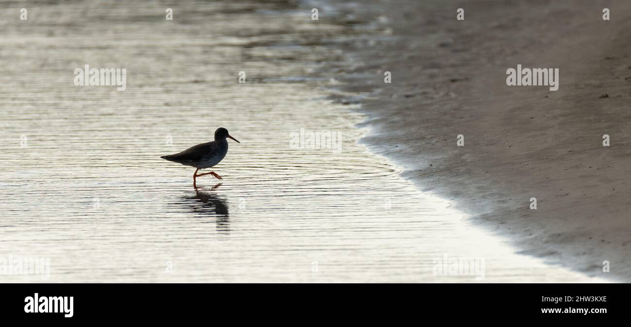 Common redshank wades in a pool in the evening light. Tranquil widlife background, Anglesey, Wales. Stock Photo