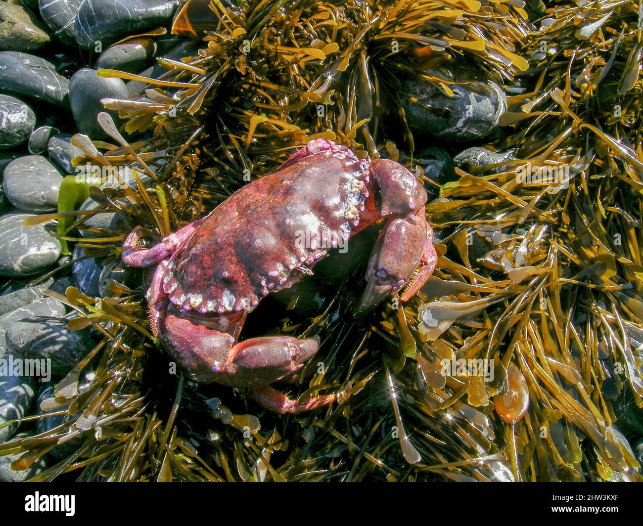 Cancer productus, one of several species known as red rock crabs,is a crab of the genus Cancer found on the western coast of North America. Stock Photo
