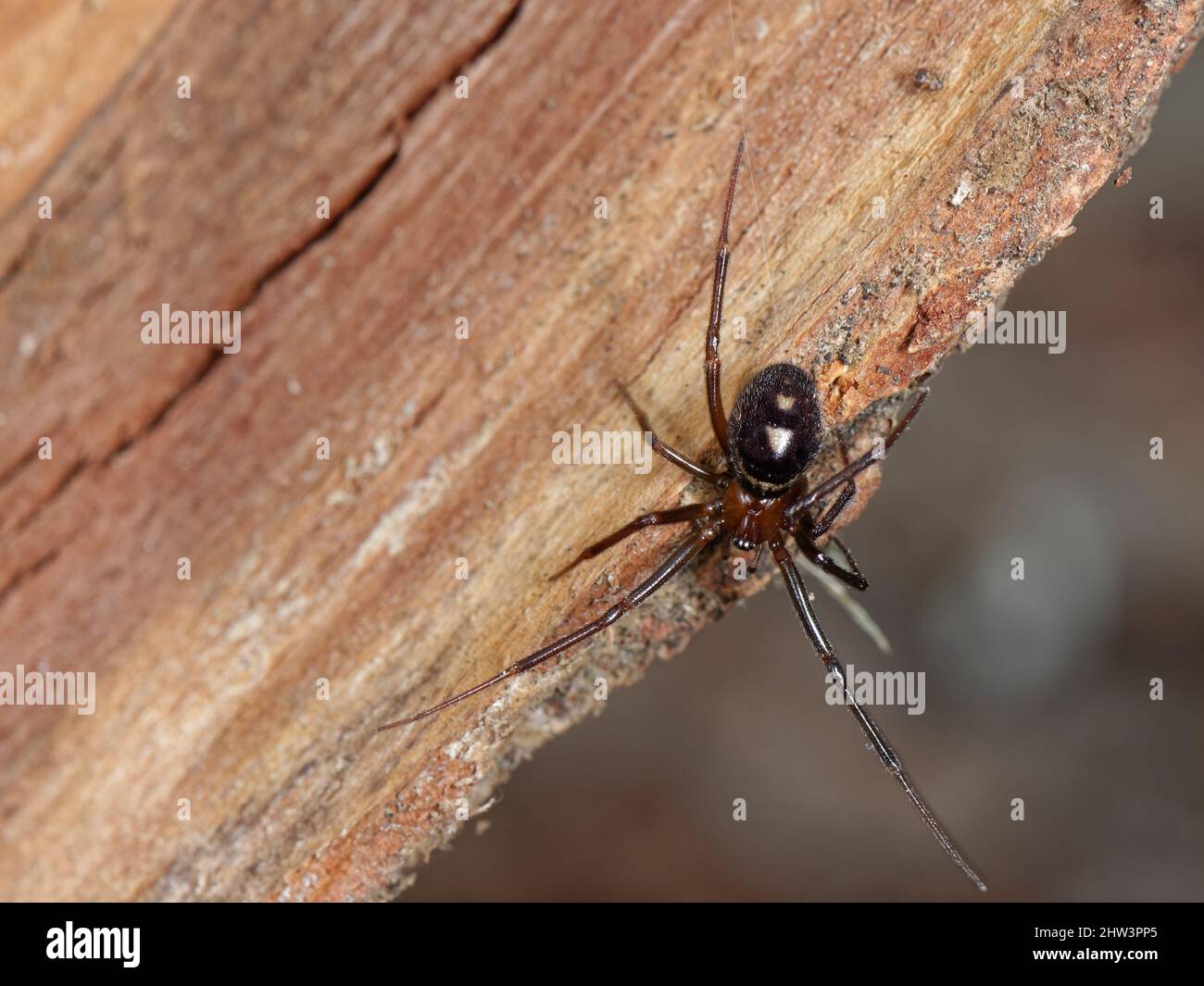 False black widow or Cupboard spider (Steatoda grossa) female hanging by a silk thread from stored firewood in a garden shed, Wiltshire, UK, February. Stock Photo