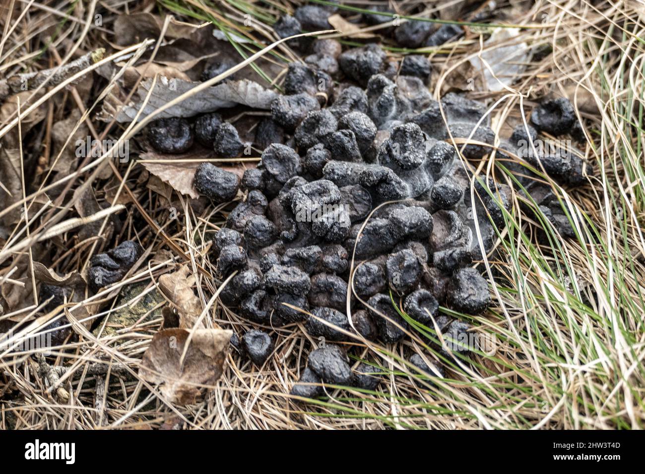 Closeup of round black poop of sheep on dry withered grass Stock Photo
