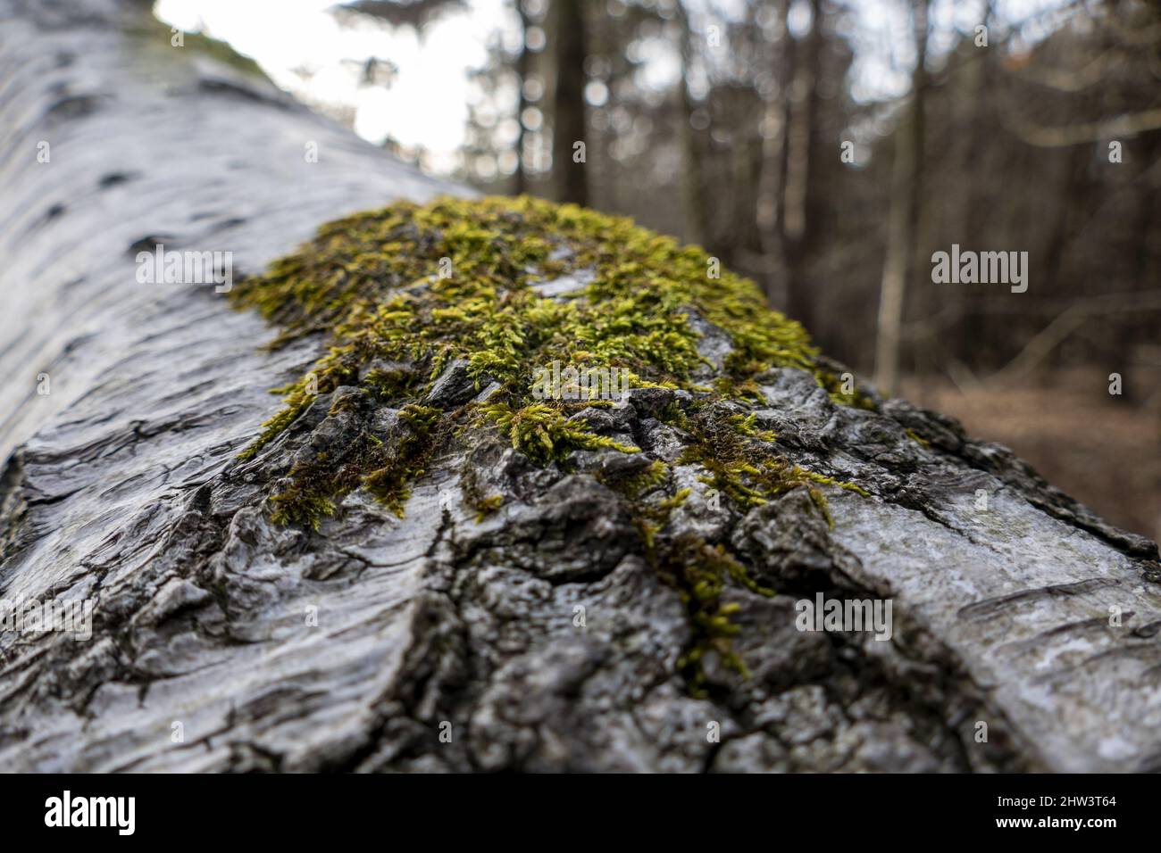 Closeup of green moss growing on a tree trunk in the forest Stock Photo ...