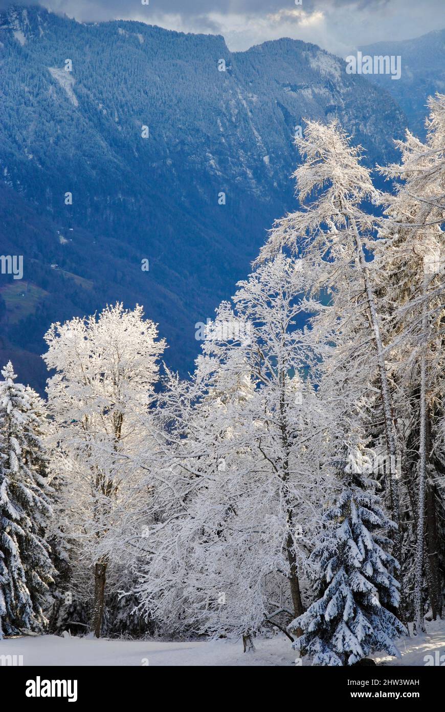 Frost covered landscape hi-res stock photography and images - Alamy