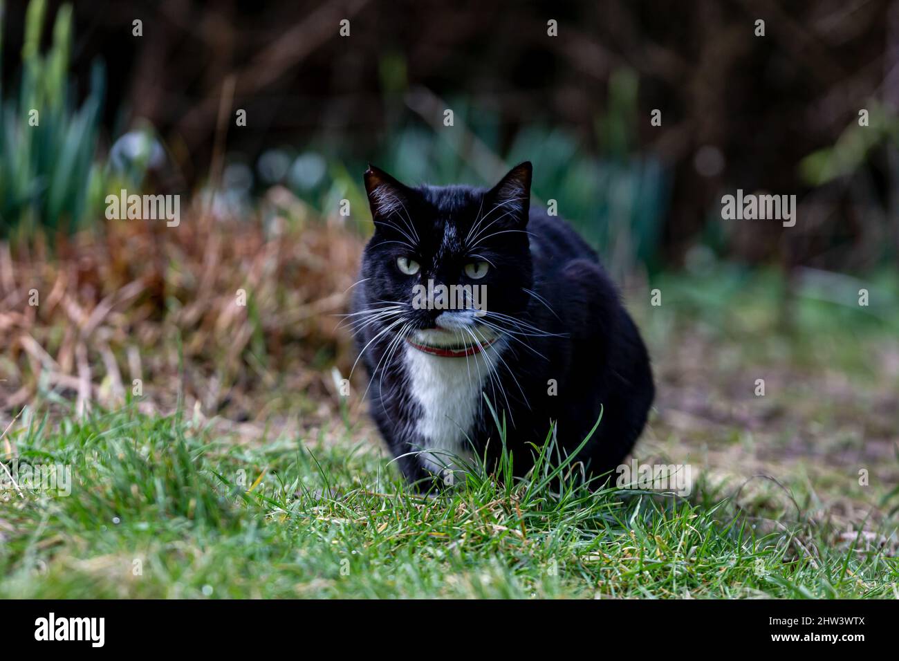A Black and White Tuxedo Cat Stalking Prey Stock Photo - Alamy